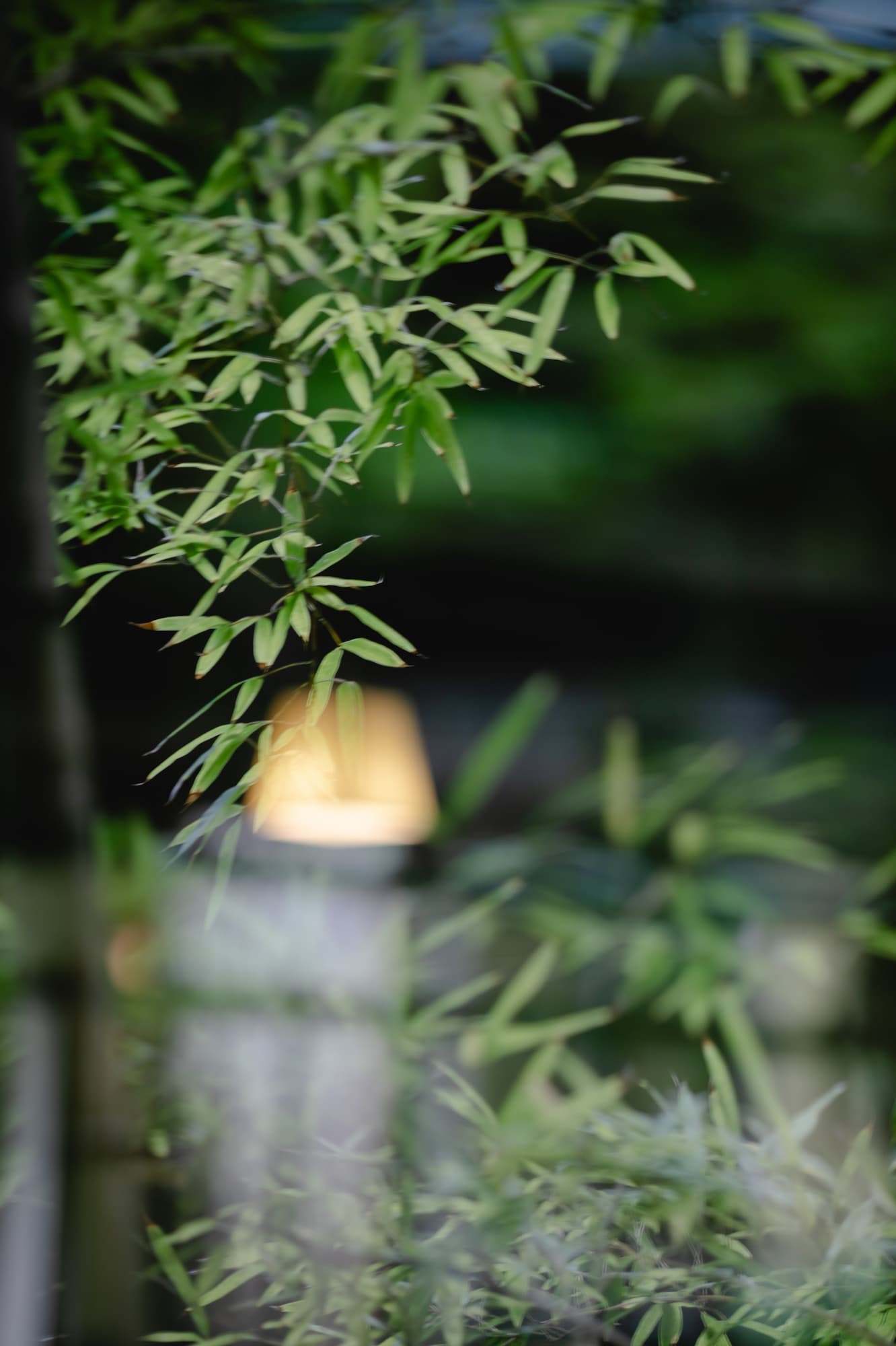 山代温泉 森の栖で森に包まれる結婚式